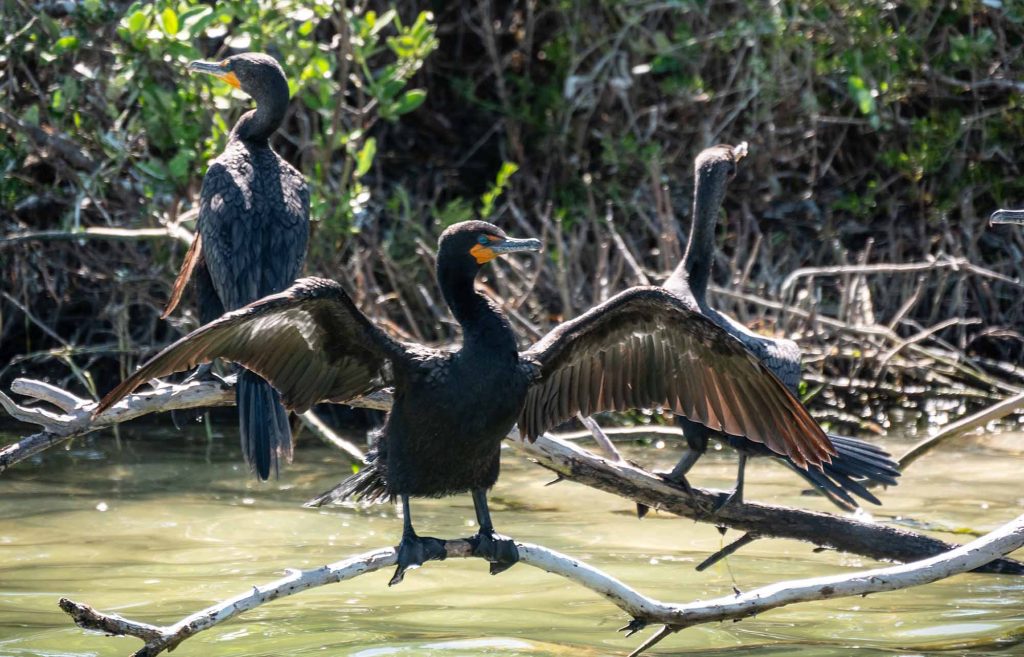 cormoran holbox