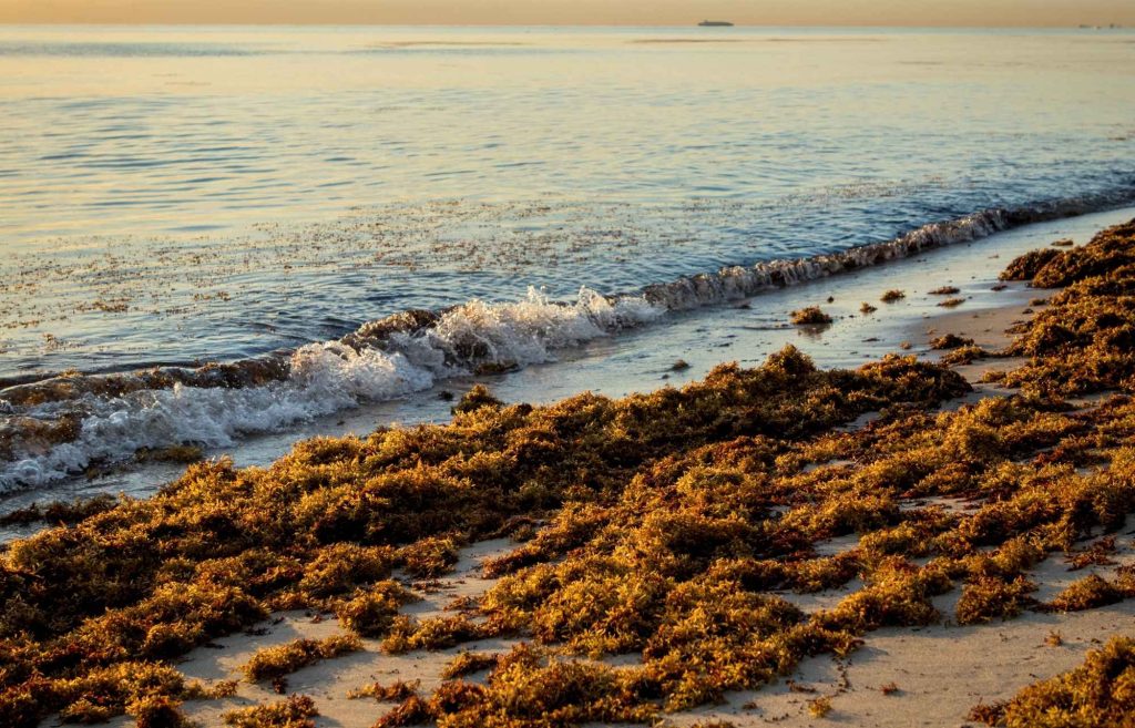 Les algues sargasses à Playa del Carmen