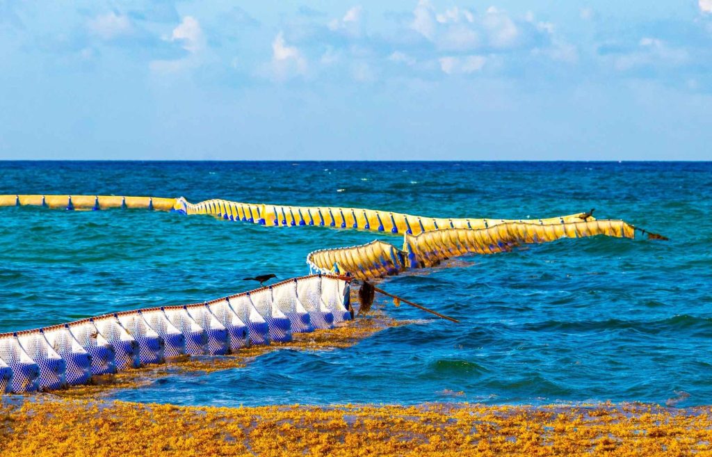 Les algues sargasses à Playa del Carmen