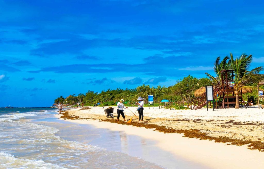 Les algues sargasses à Playa del Carmen