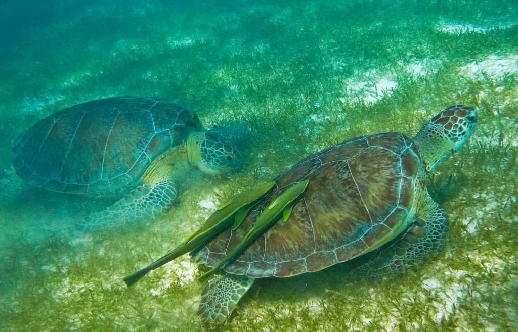 tortues à akumal