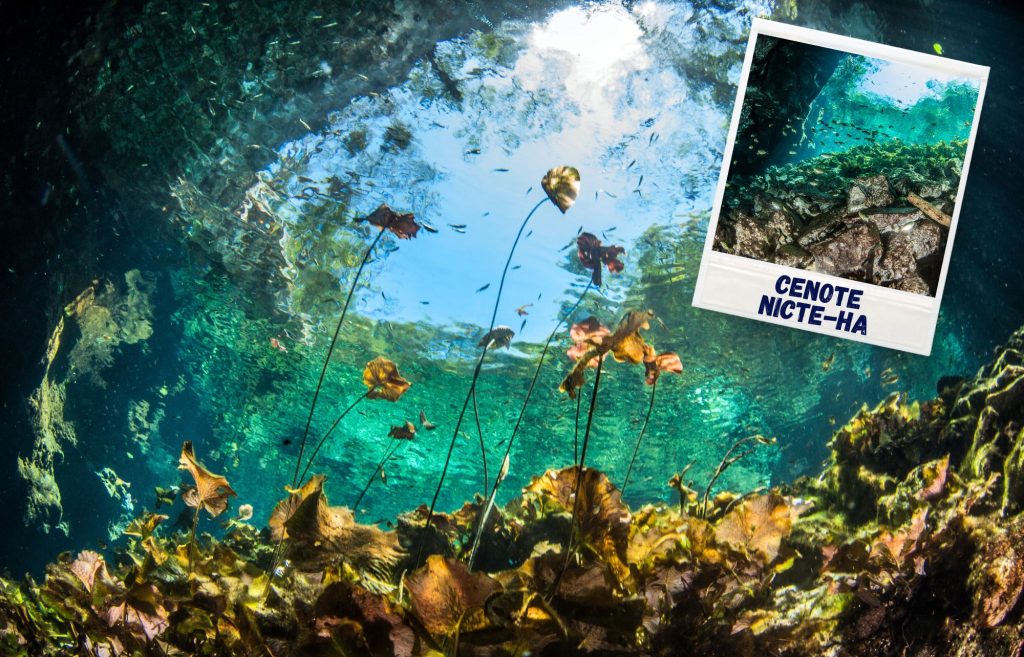 Cenote Nicte-Ha