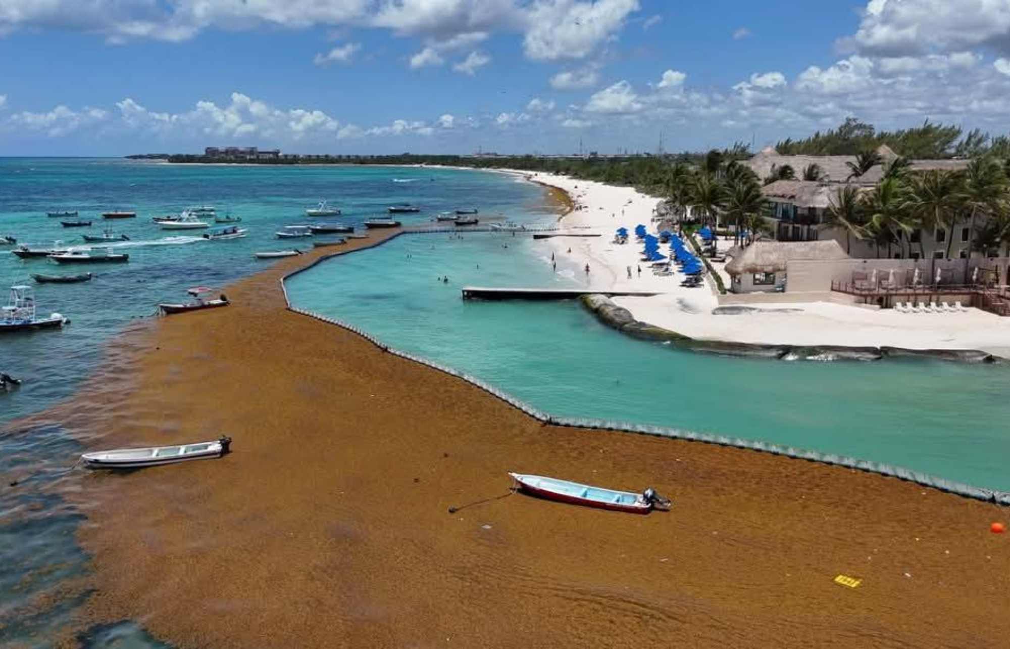 Algues sargasses au Mexique & au Yucatan en juin 2026 — free download