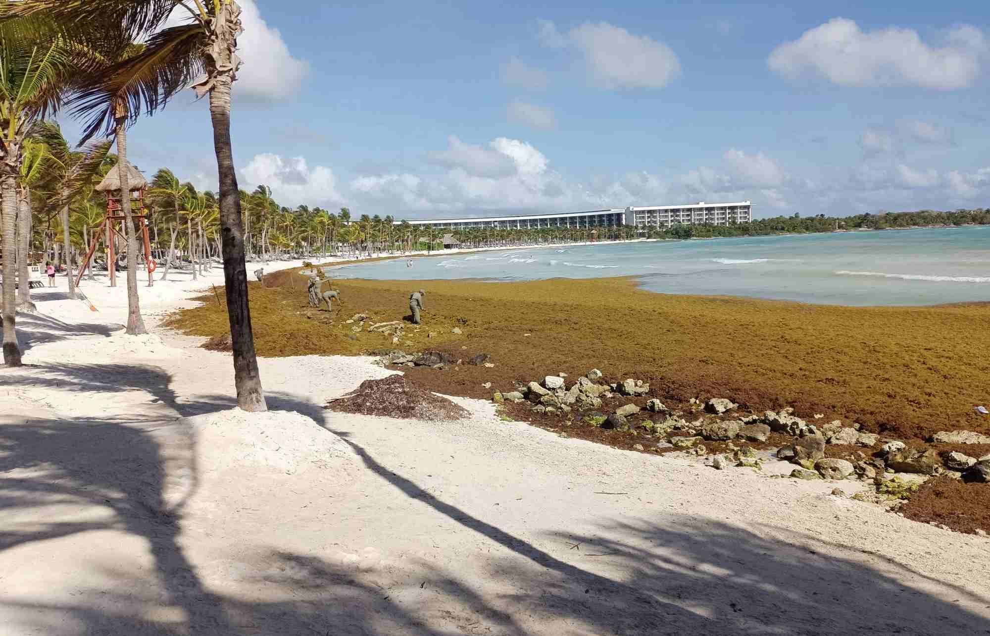 Algues sargasses au Mexique & au Yucatan en juin 2026 — free download