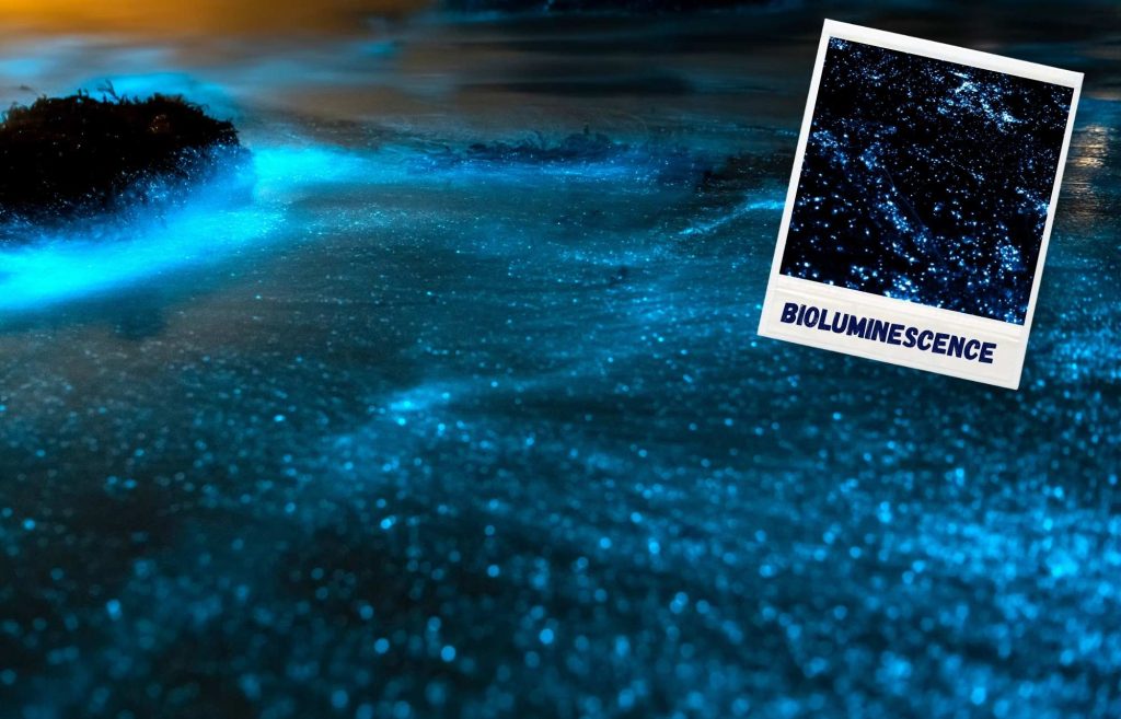 Que faire à Hoilbox ? Voir la bioluminescence