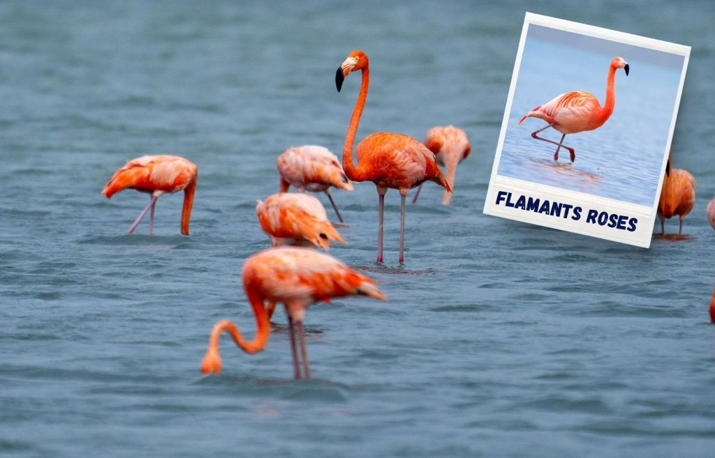 Que faire à Holbox ? Voir des flamants roses