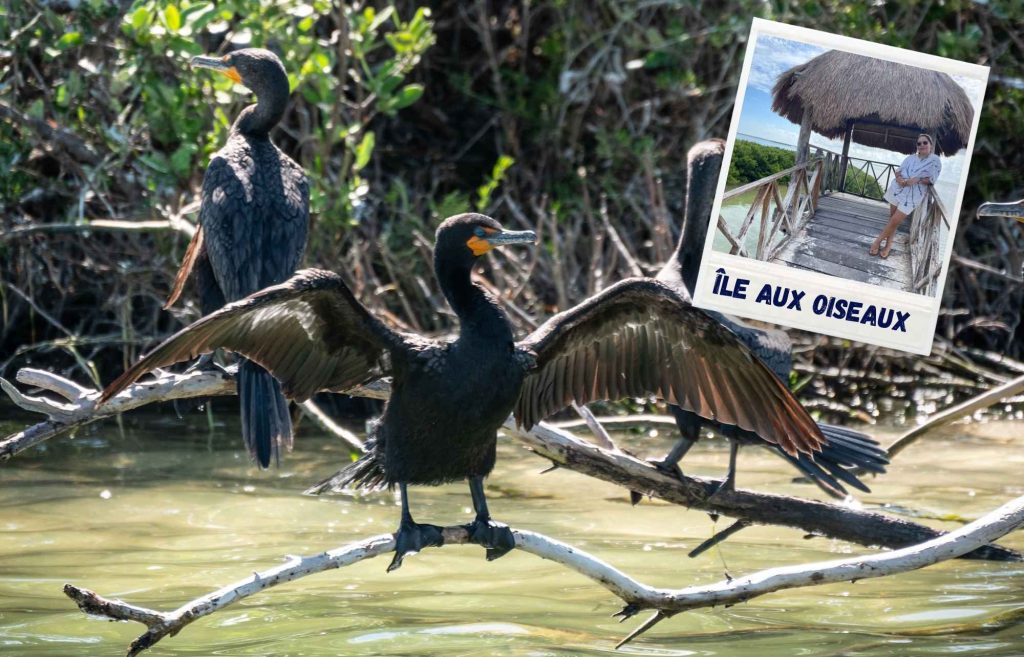 Que faire à Holbox ? Visiter l'île aux oiseaux