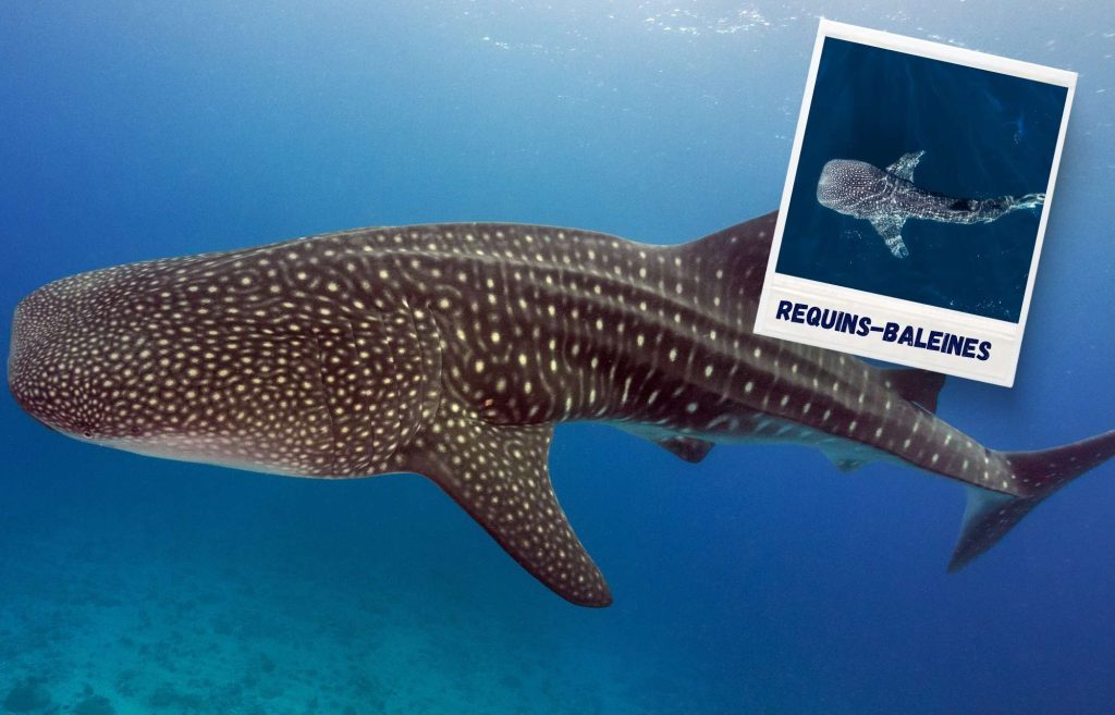 Nager avec les requins-baleines à Holbox