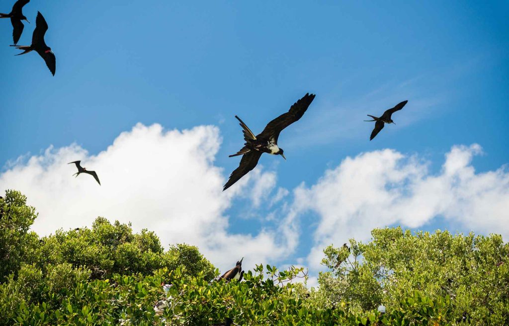 oiseaux à Sian Ka'an