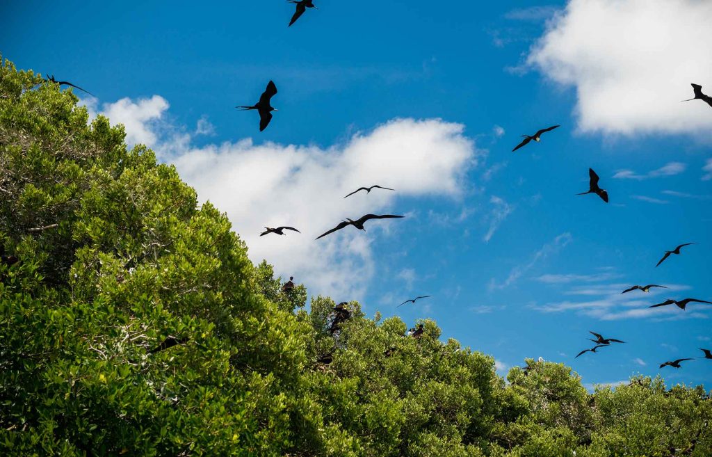 sian ka'an île aux oiseaux