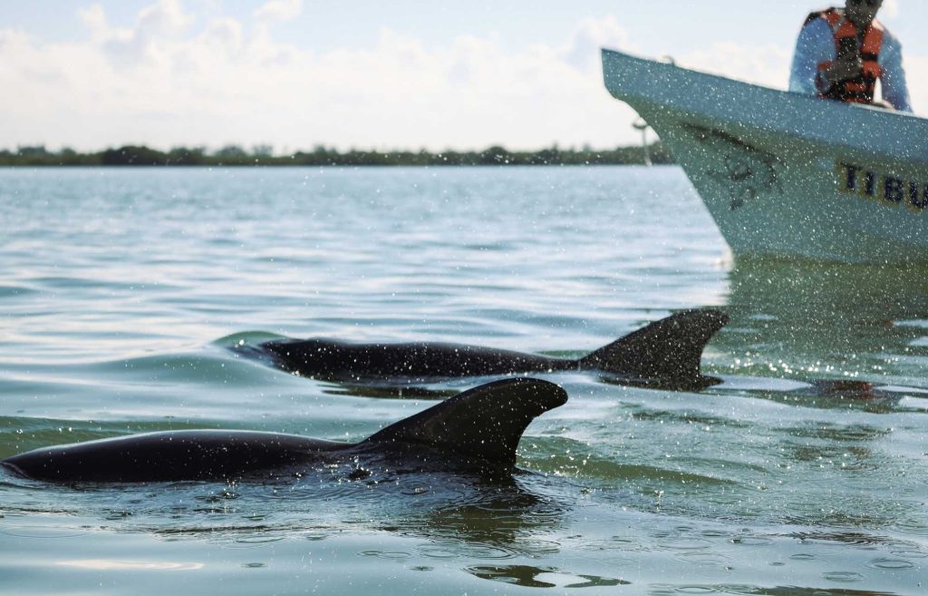Dauphins lors d'une excursion à Sian Ka'an avec l'agence Pixan Riviera