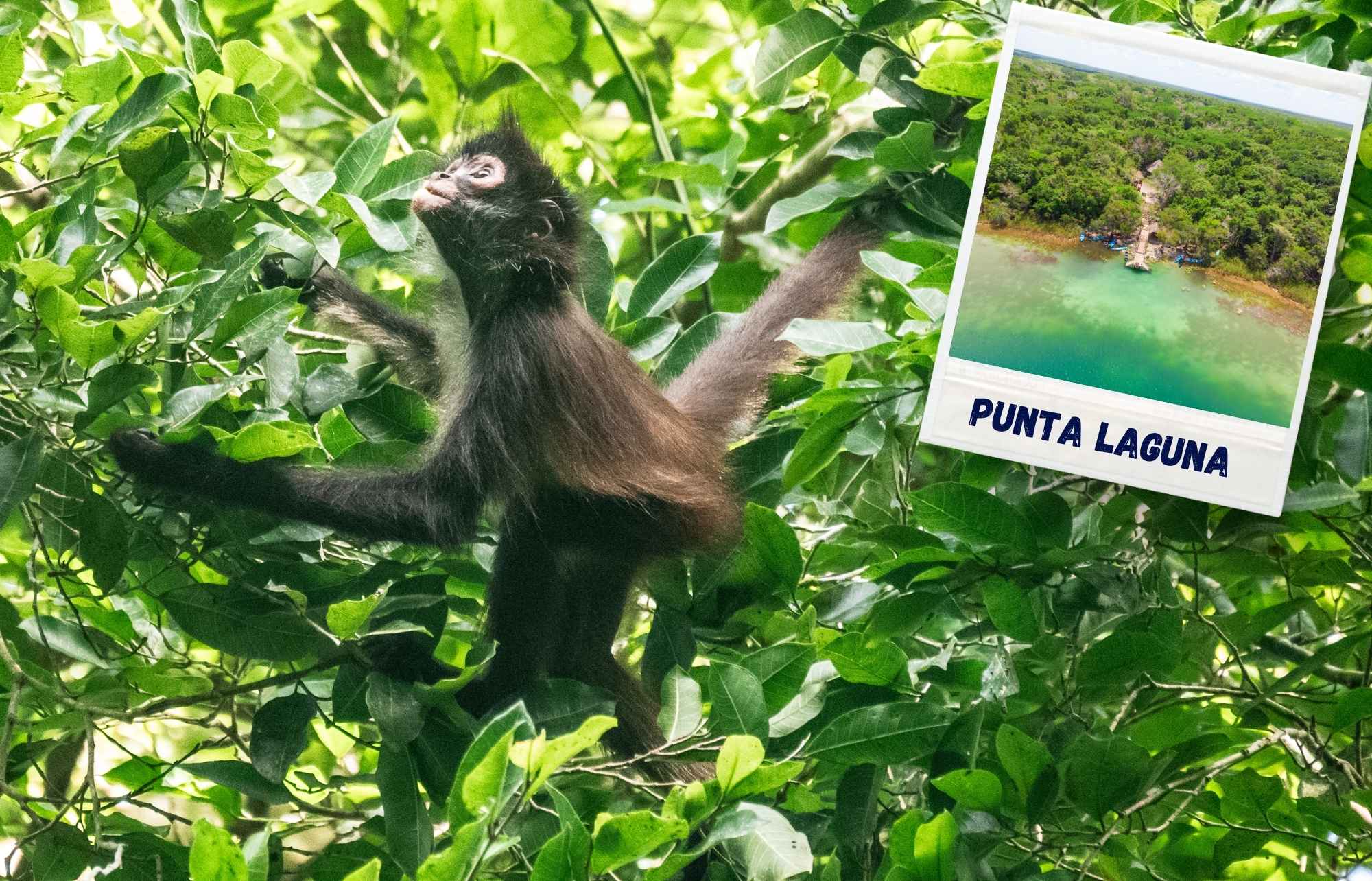 Voir des singes à Punta Laguna