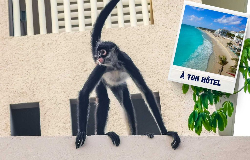 Les singes araignées dans les hôtels de Playa del Carmen