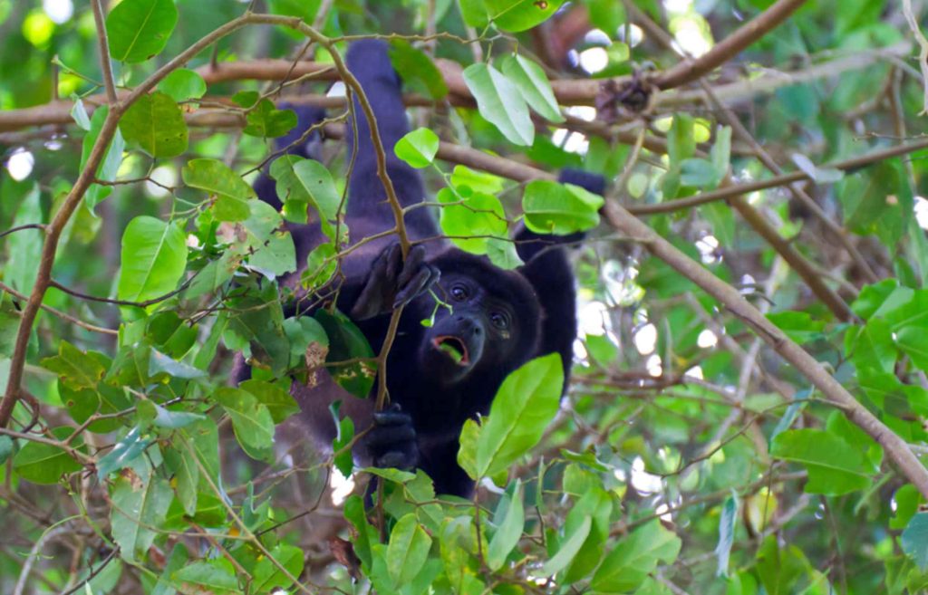 Singe hurleur