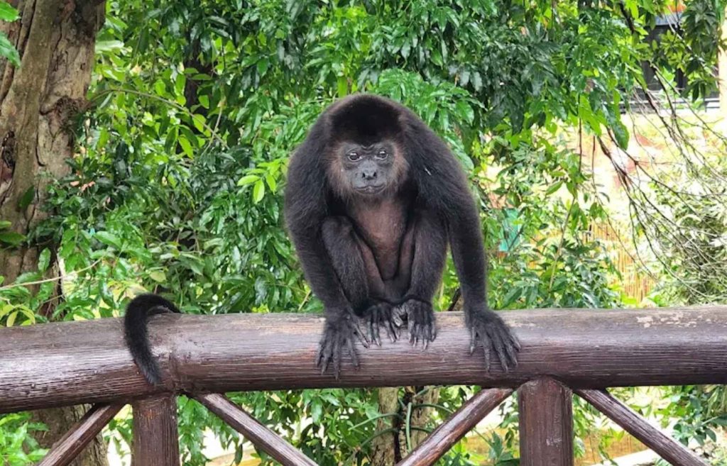 Un singe dans un hôtel de Playa del Carmen