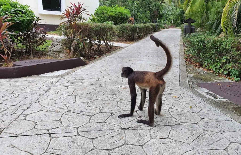 Un singe dans un hôtel de Playa del Carmen