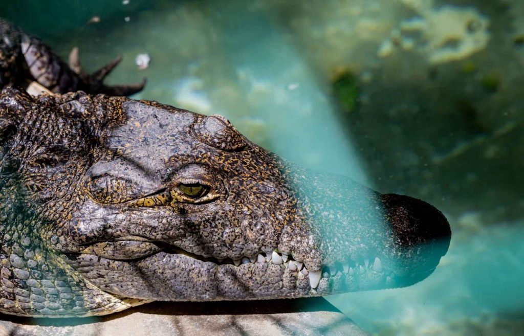 CrocoCun