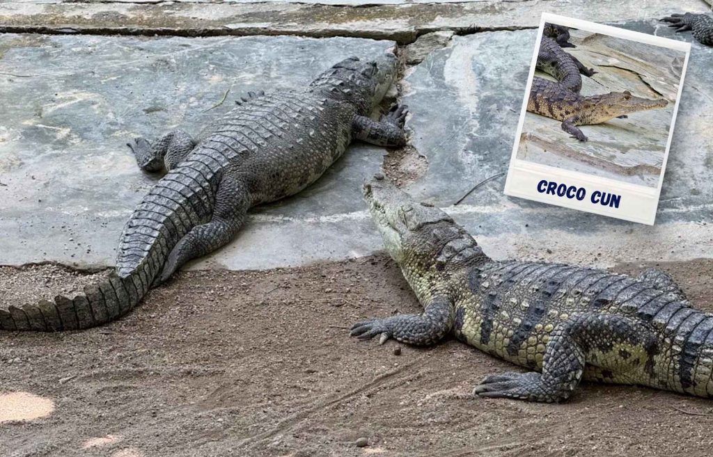 Croco Cun Puerto Morelos