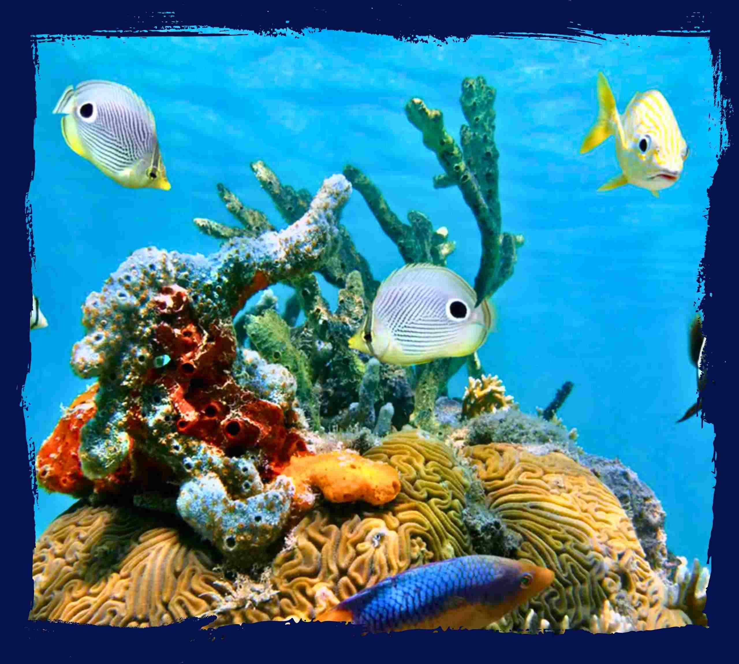 Où faire du snorkeling à Cancun ?
