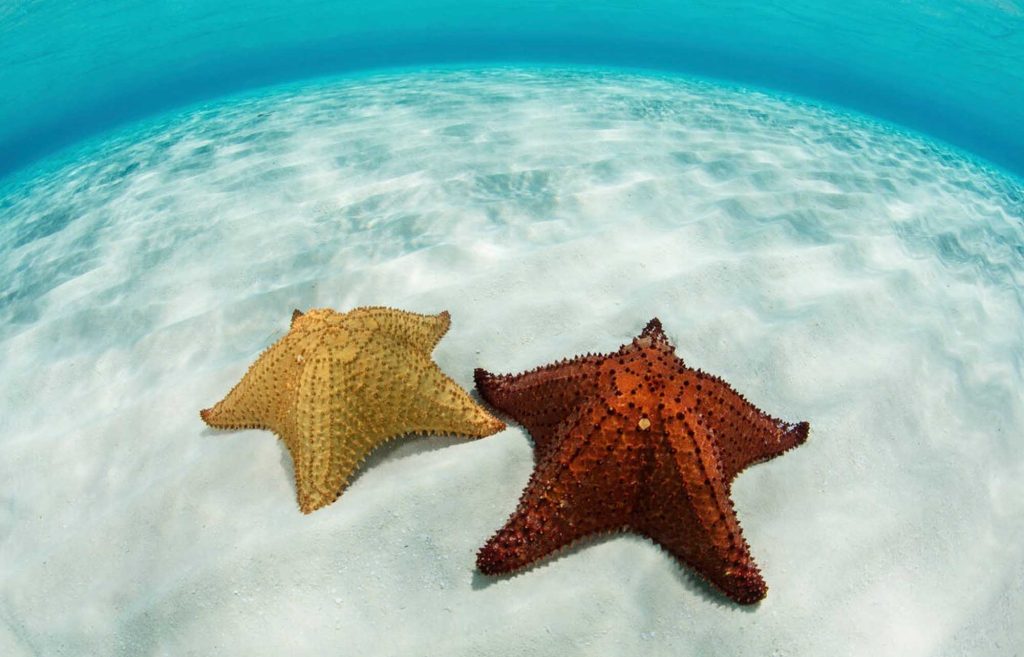 Excursion à Cozumel