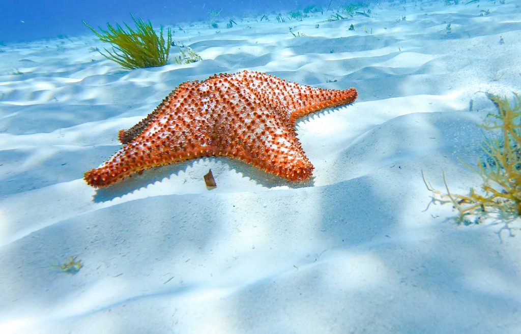 étoiles de mer lors de l'excursion à Cozumel