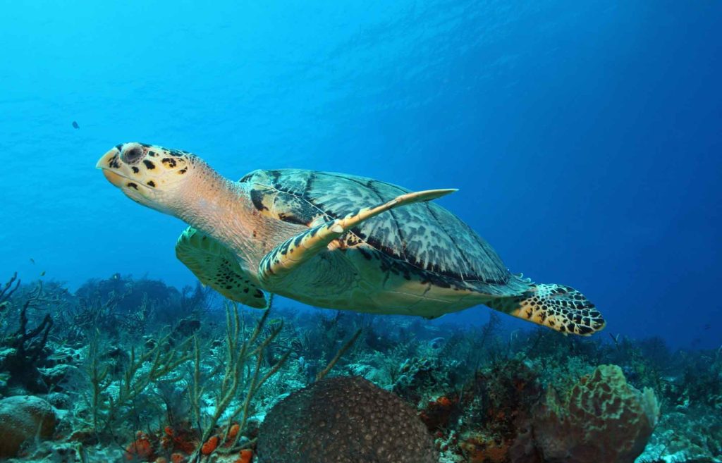 tortues lors de l'excursion à Cozumel
