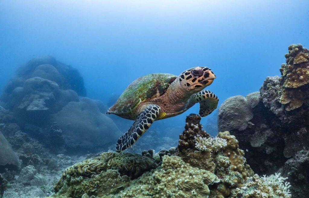 Excursion à Cozumel