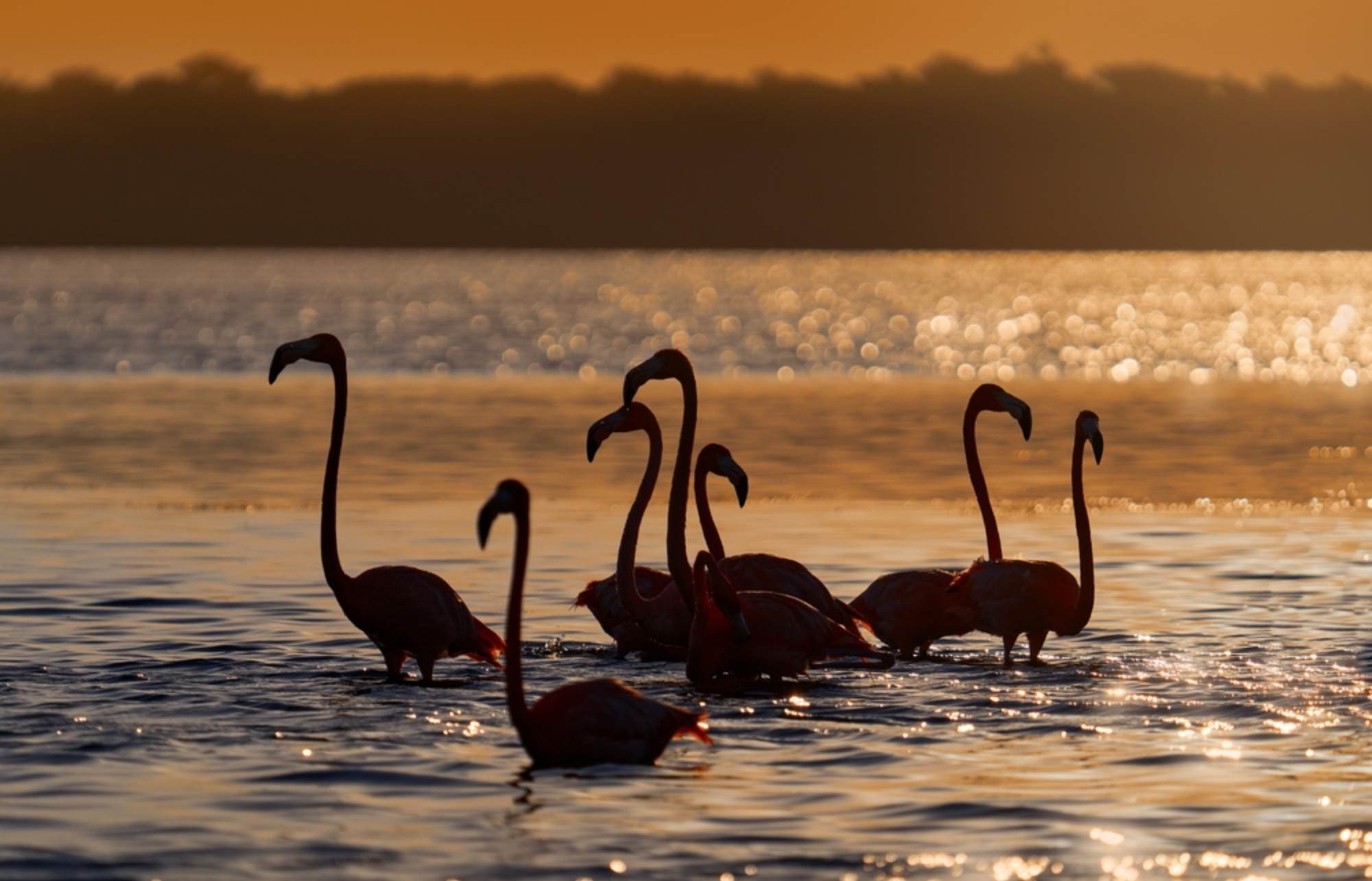 o-voir-des-flamants-roses-au-mexique