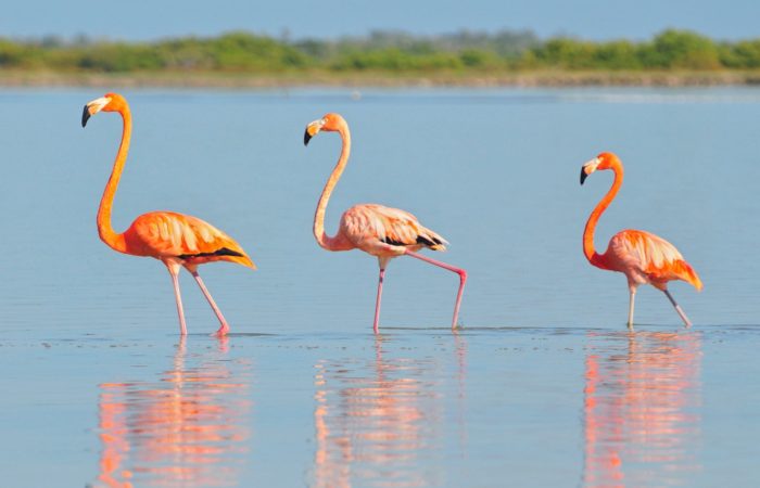 Discuss The Physiographic Divisions Of India