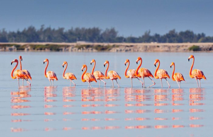 o-voir-des-flamants-roses-au-mexique