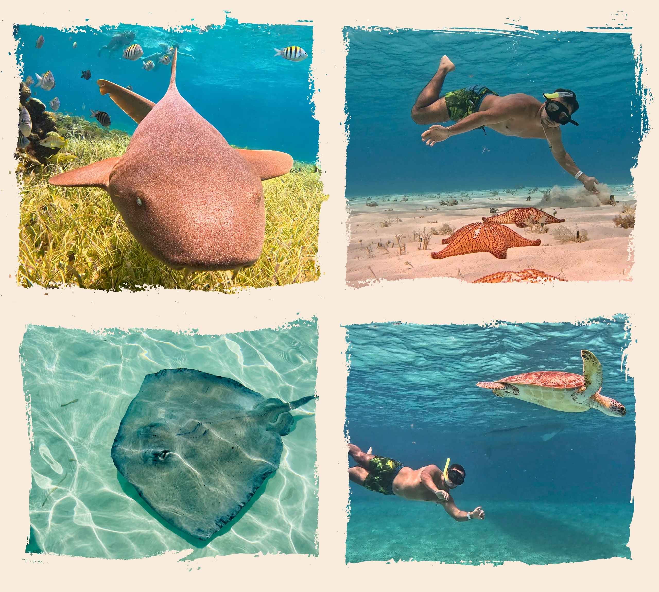 animaux-El-Cielo-Cozumel