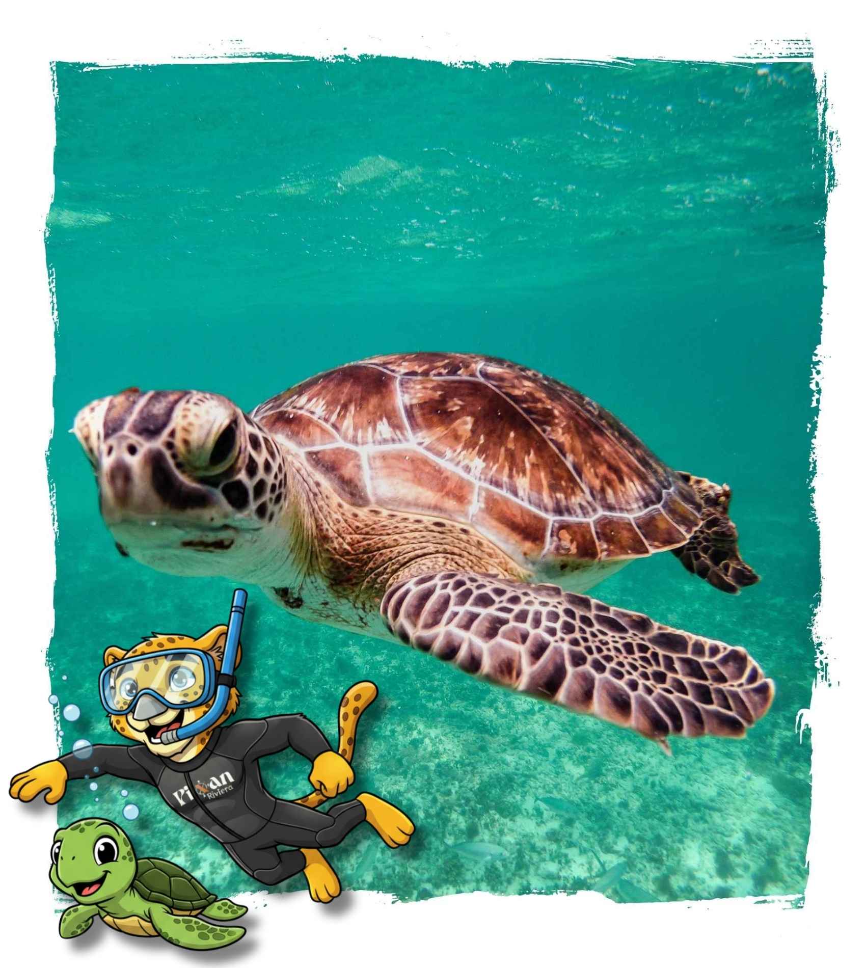 nager-avec-tortues Nager avec les tortues à Akumal