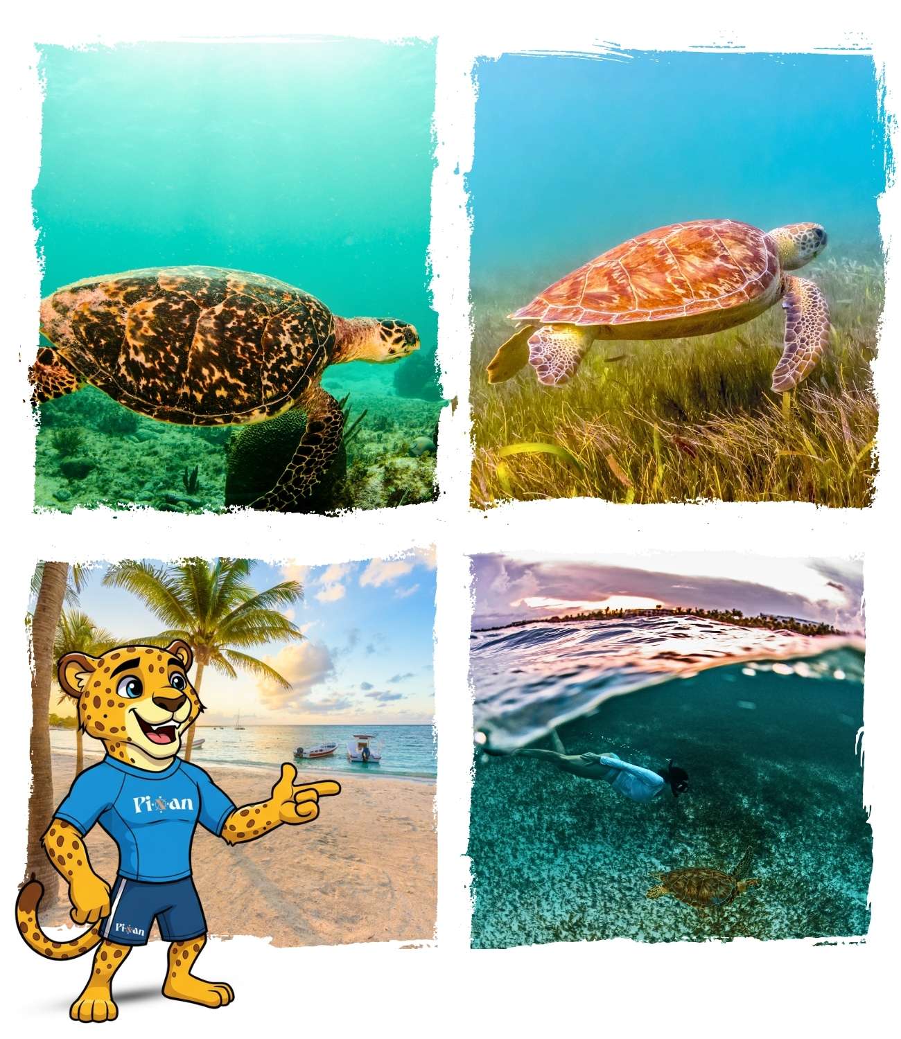 Akumal Ou nager avec les tortues à Playa del Carmen ? : Akumal