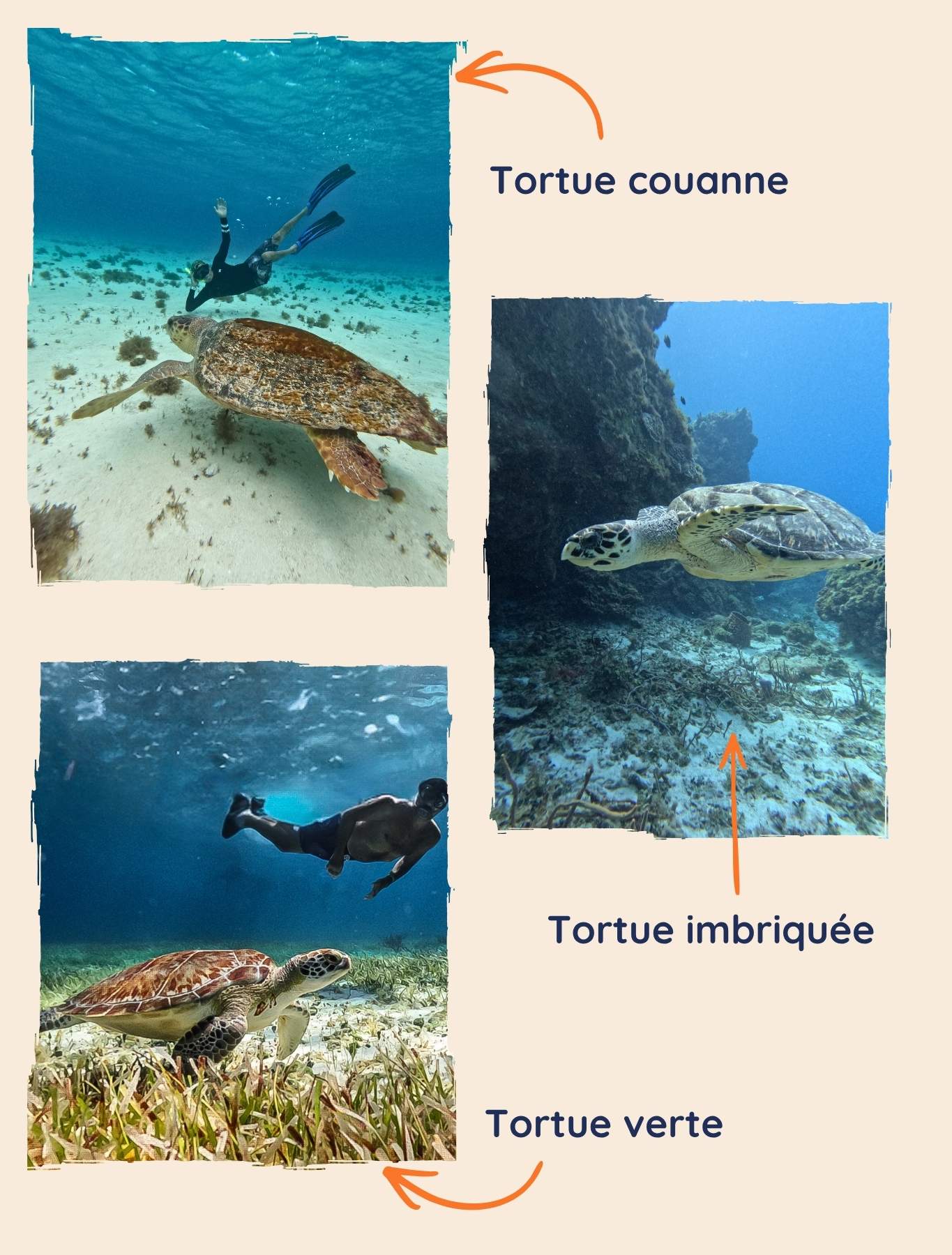 espèces-tortues-playa-del-carmen Les espèces de tortues à Playa del Carmen