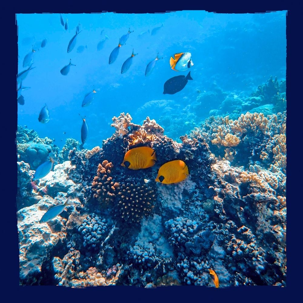 meilleures excursions de snorkeling playa del carmen