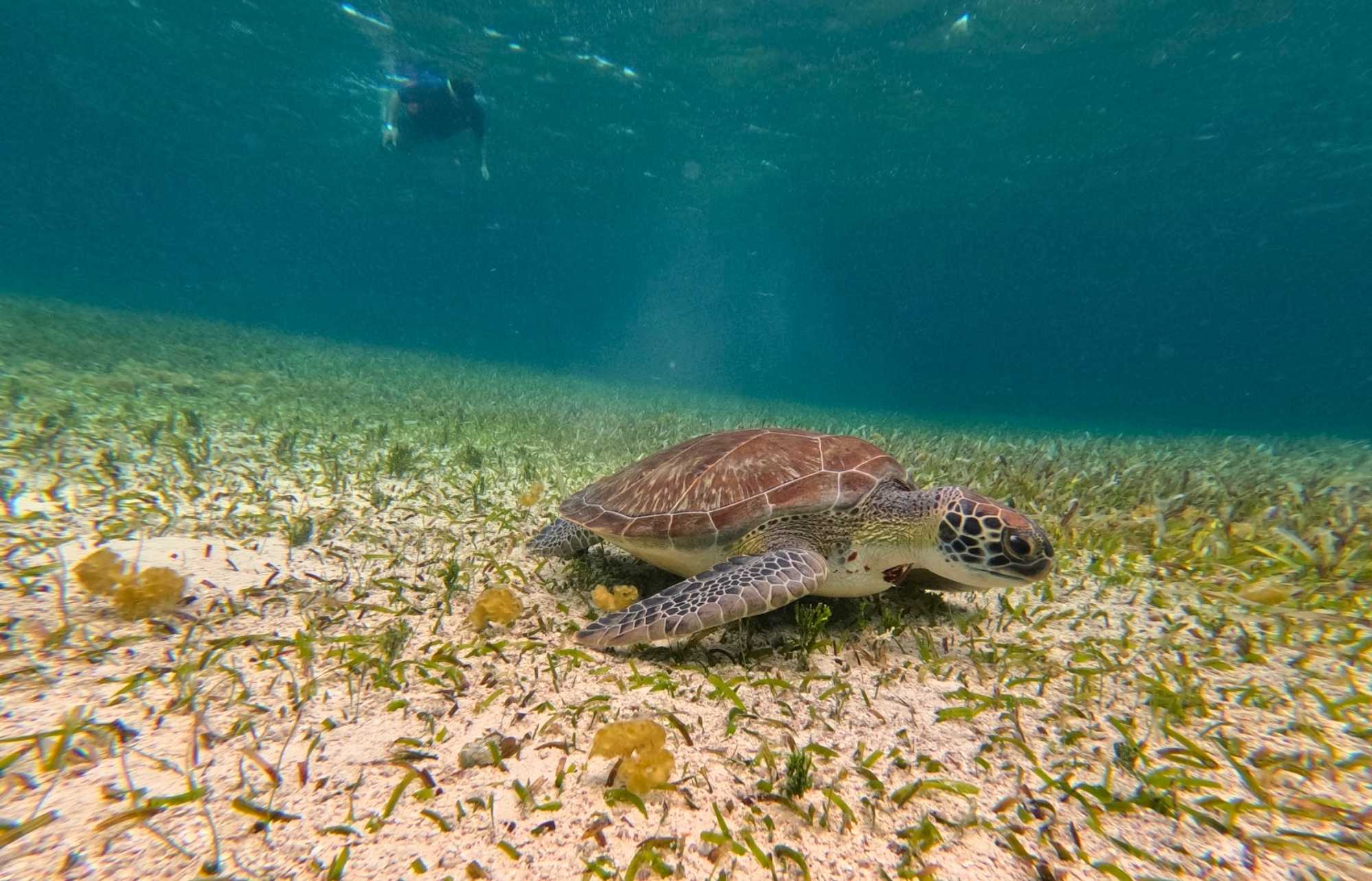 Meilleures excursions de snorkeling à Playa del Carmen