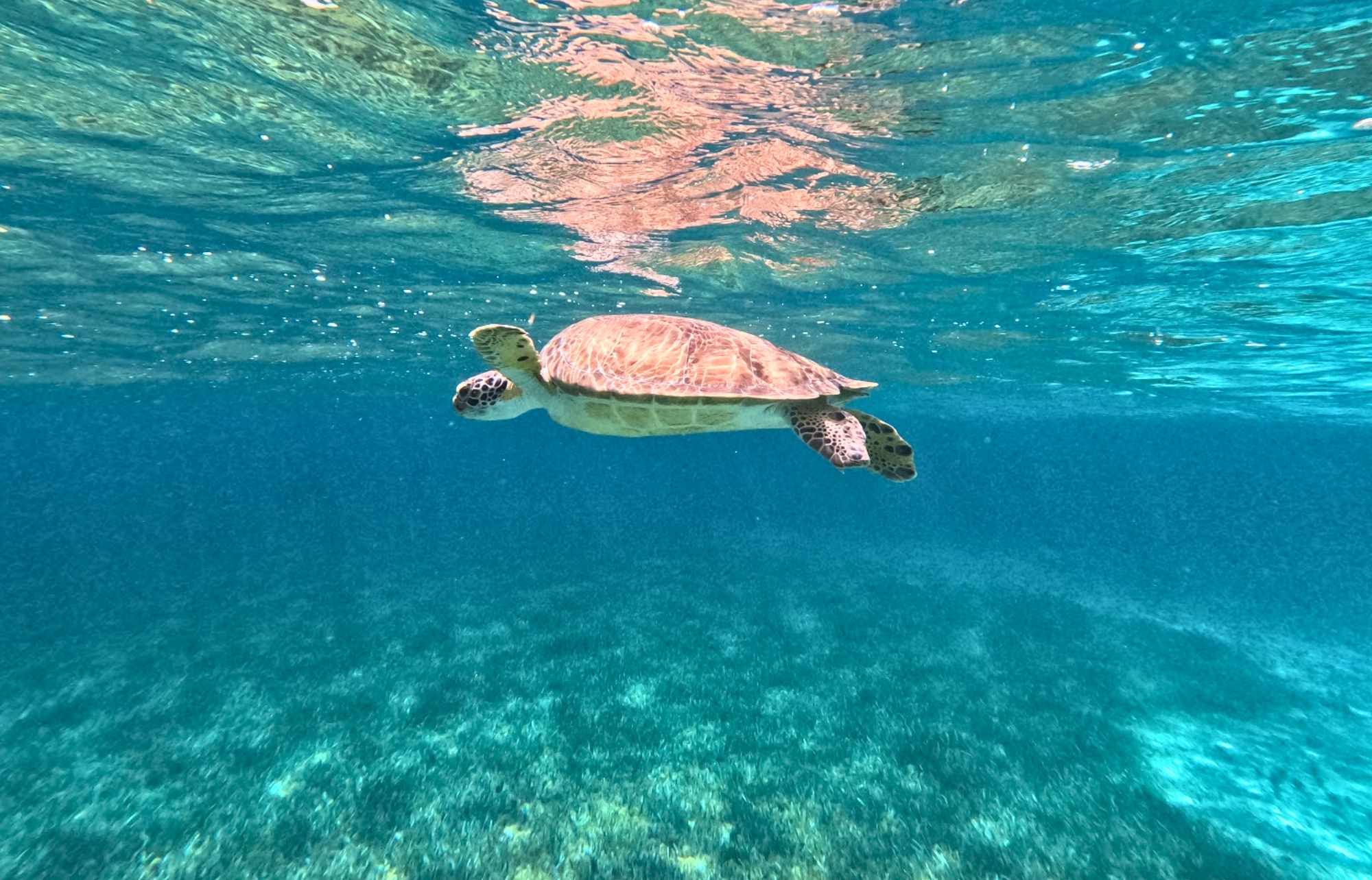 nager avec les tortues à Playa del Carmen Nager avec les tortues à Playa del Carmen