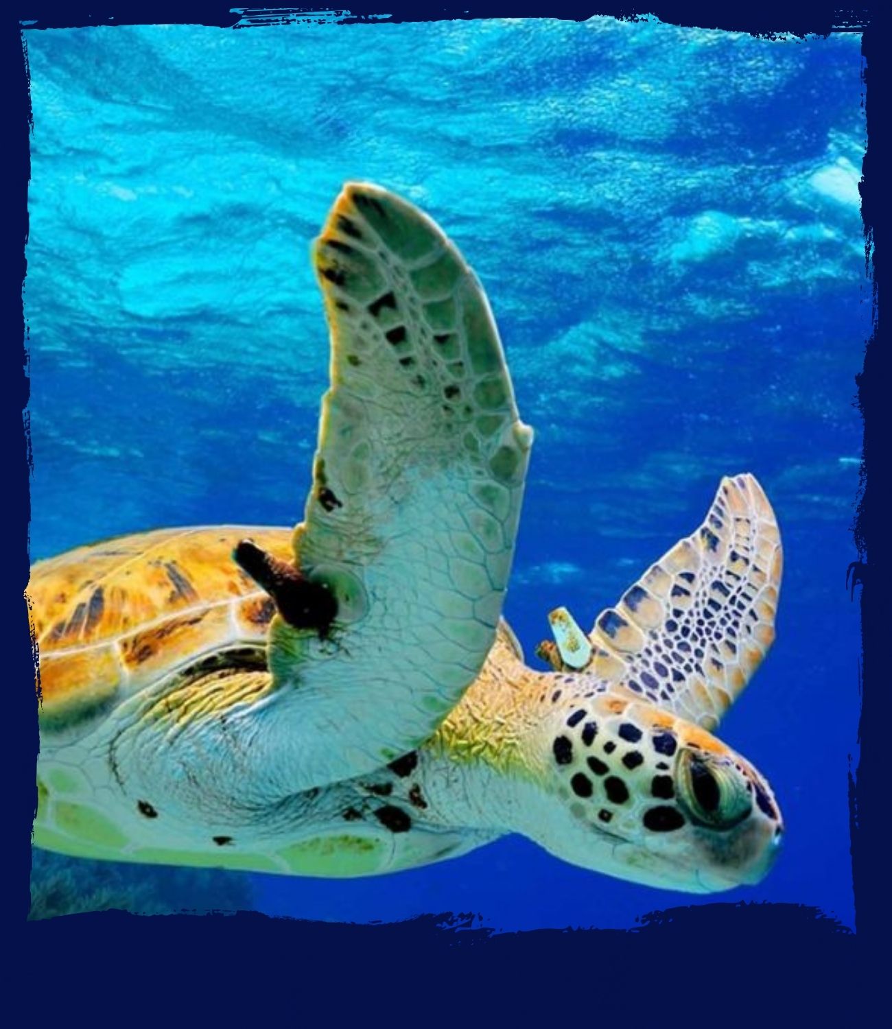 nager-tortues-playa-del-carmen Ou nager avec les tortues à Playa del Carmen ?