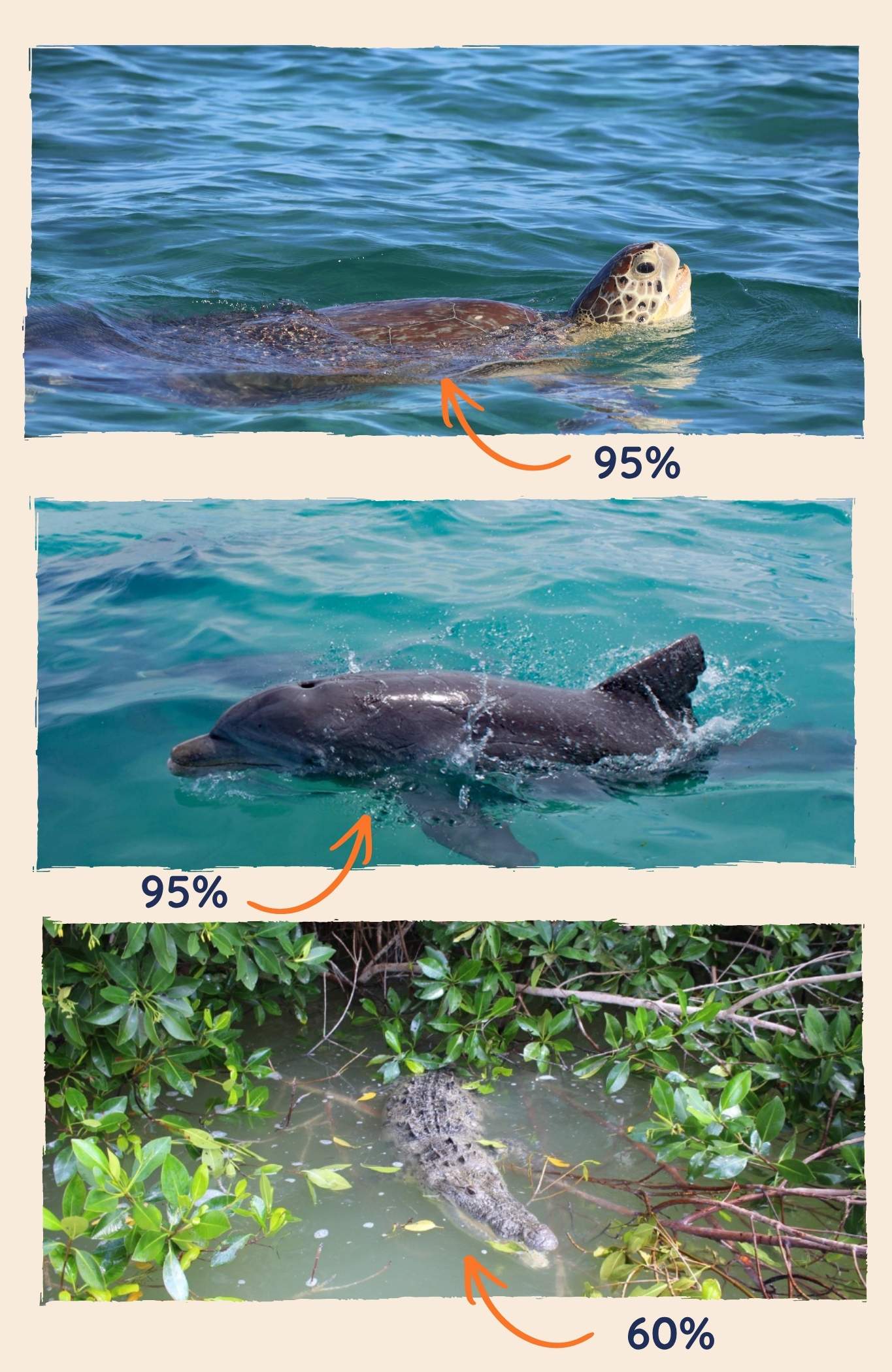 probabilité-animaux-sian-kaan Probabilité de voir les animaux à Sian Ka'an
