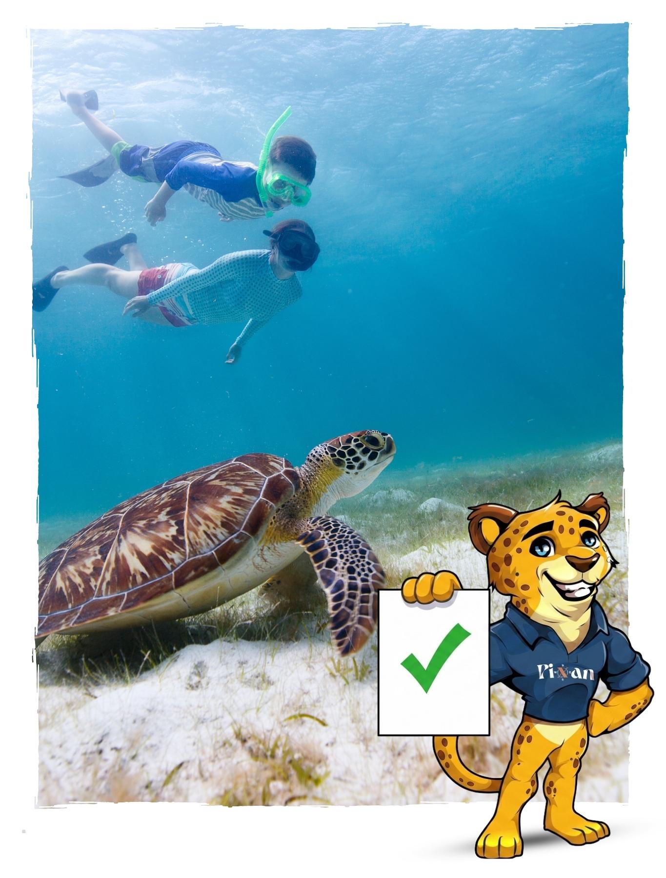 règles-snorkeling-tortues (2) Les règles à respecter lors de la nage avec les tortues